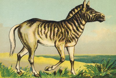Q como Quagga (o couagga, subespecie de cebra extinguida en 1883) de French School