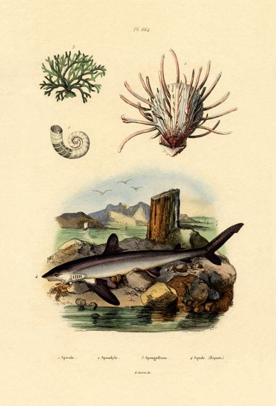 Calamar cuerno de carnero de French School