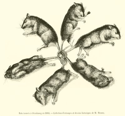 Ratas encontradas en Estrasburgo en 1683 de French School