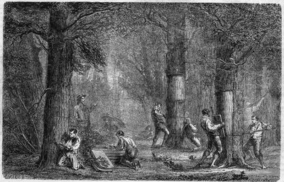 Recolección de la corteza del alcornoque. Grabado en "Histoire des plantes" por Louis Figuier publicado en "Le Monde Illustré" n°399 del 3 de diciembre de 1864 de French School