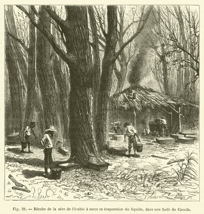 Recolección de la savia del arce de azúcar y evaporación del líquido, en un bosque de Canadá de French School