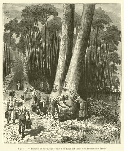 Recolección de caucho en un bosque a orillas del Amazonas en Brasil de French School