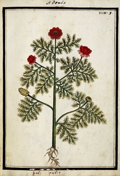 Adonis rojo, c.1700 de French School
