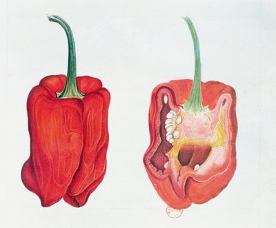 Pimiento rojo, lámina botánica de French School