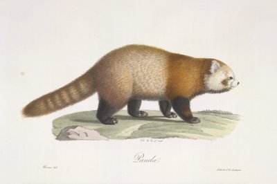 Panda rojo. Ailurus fulgens, de Historia natural de los mamíferos (litografia en color) de French School