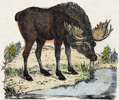 Reno. Grabado en "Alphabet des animaux sauvages". 9ª Serie. Imaginería de Epinal, Pellerin, impresor-editor, circa 1870. Grabados en madera, estarcidos. 16 páginas. Dim: 20 x 15 cm. Colección privada de French School