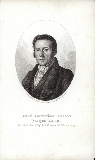René Primevère Lesson de French School