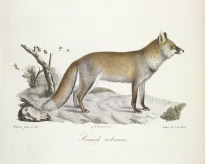 Zorro ordinario. Zorro, de Historia natural de los mamíferos (litografia en color) de French School