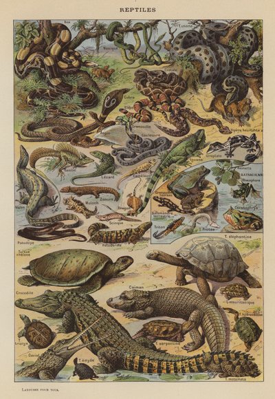 Reptiles (litografía en color) de French School