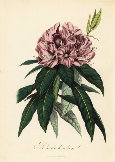 Rhododendron, Rhododendron javanicum de French School