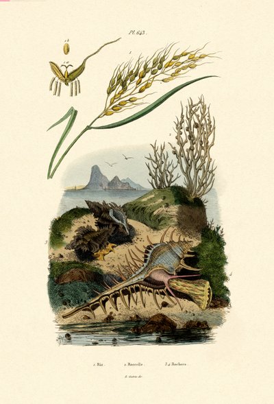 Arroz, 1833-39 de French School
