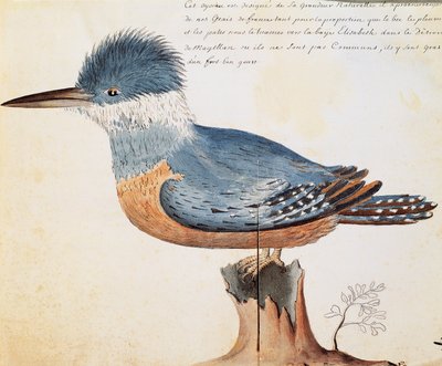Martín Pescador Anillado (Megaceryle torquata), Bahía Elizabeth, Estrecho de Magallanes, acuarela del cuaderno de bitácora de Jacques Gouin de Beauchesne (1652-1730), capitán de la Compagnie royale de la Mer du Sud, de 1698 a 1701, Francia de French School