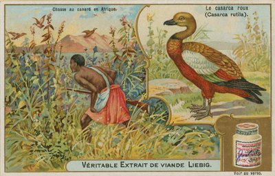 Tarro canelo; caza de patos en África de French School