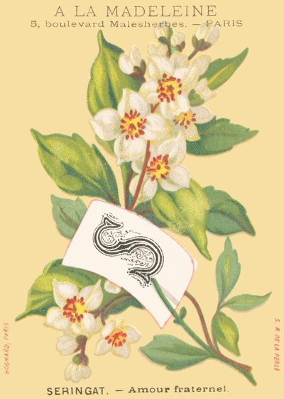 S: seringa - amor fraternal de French School