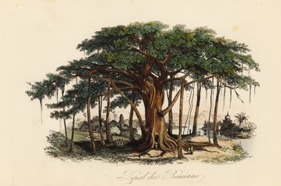 Higuera sagrada, Ficus religiosa, también conocida como árbol bodhi, árbol baniano, árbol pippala, árbol peepul, árbol peepal o árbol ashwattha de French School