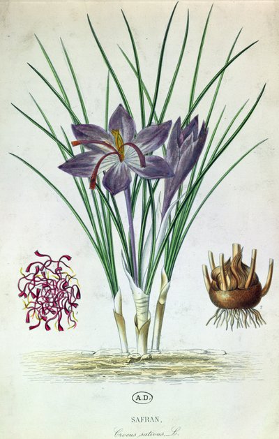 Azafrán (Crocus Sativus) de French School