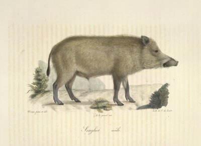 Jabalí, macho, de Historia natural de los mamíferos (litografia en color) de French School
