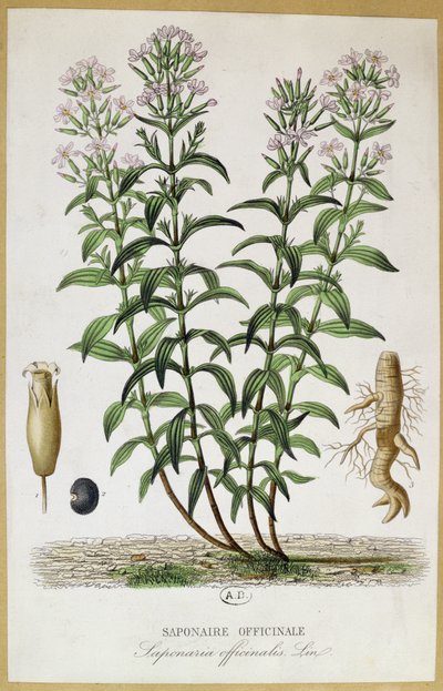 Saponaria officinalis, siglo XIX de French School