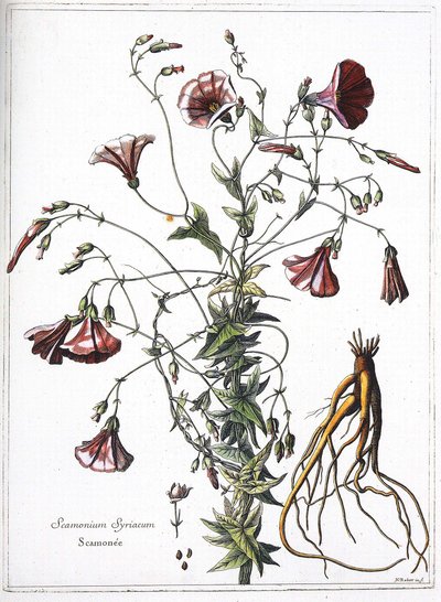 Scamoneum (Scamonium Syriacum) - de “La colección de plantas grabadas por orden del Rey Luis XIV” de French School