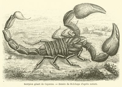 Escorpión gigante de Cayena de French School