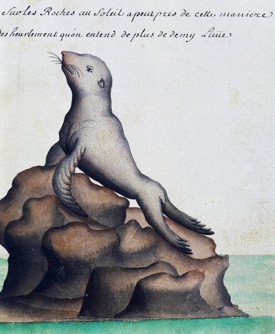 Foca, Islas Galápagos, acuarela del libro de registro de Jacques Gouin de Beauchesne, capitán de la Compagnie royale de la Mer du Sud, de 1698 a 1701, Francia de French School