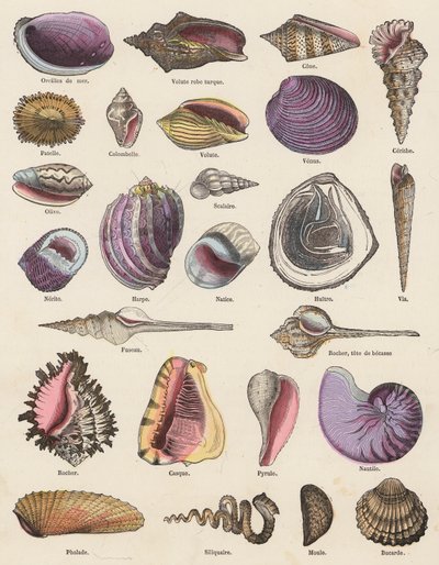 Conchas marinas (grabado en color) de French School