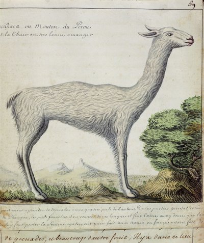 Ovejas de Perú (Llama o Alpaca) de French School