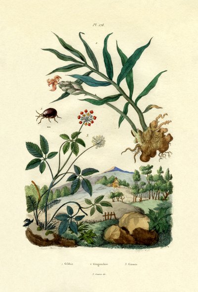 Escarabajo araña brillante, 1833-39 de French School