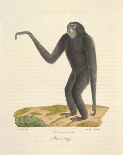 Siamang, de Historia natural de los mamíferos (litografia en color) de French School