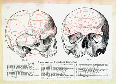 Cráneo con indicaciones frenológicas después de Franz Josef Gall de French School