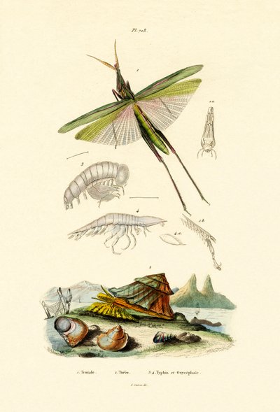 Saltamontes de cara inclinada, 1833-39 de French School