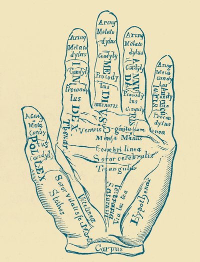 Espécimen de la mano izquierda de French School