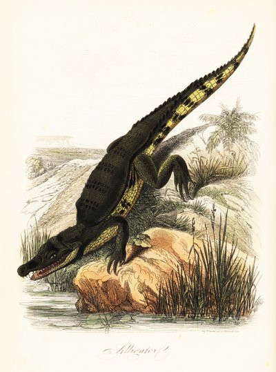 Caimán de anteojos, Caiman crocodilus de French School