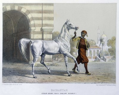 Semental árabe, Bairaktar de French School