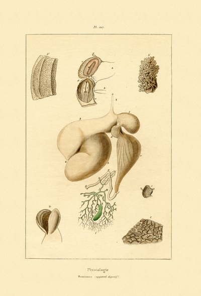Estómago, 1833-39 de French School