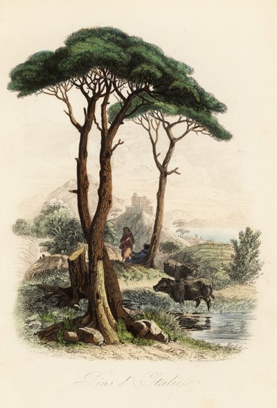 Pino piñonero, Pinus pinea, también conocido como pino piñonero italiano, pino paraguas y pino parasol de French School