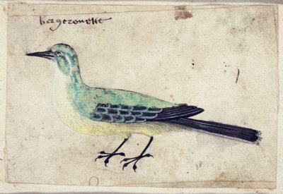 Estudio de un pájaro, c.1620 de French School