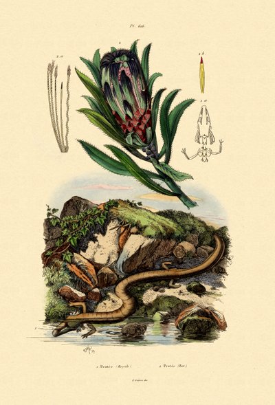 Arbusto azucarero de French School