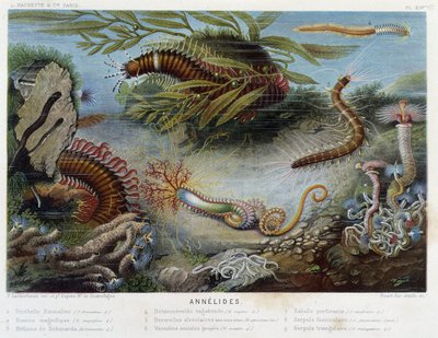 Sunapte de Duvernoy - en “Le Monde de la Mer” de Alfred Fredol. ed. París, Hachette de French School