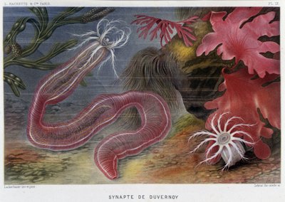 Sunapte de Duvernoy - en "Le Monde de la Mer" de Alfred Fredol. ed. París, Hachette. de French School