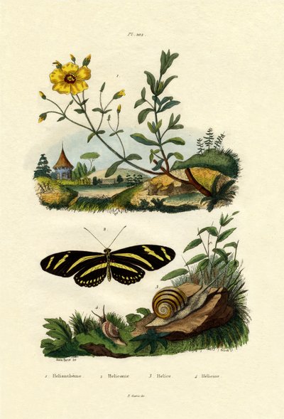 Heliantemo, 1833-39 de French School