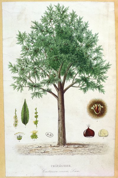 Árbol de castaño dulce de French School