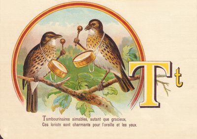 T: Tamborileros amables, tanto como gráciles, Estos loriots son encantadores para el oído y los ojos de French School
