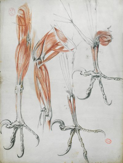 Garras de un águila, de La Mecanique des Animaux por Claude Perrault (1613-78) c.1670 de French School