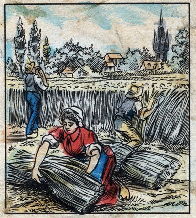 Textil, lino: agricultura. Recolección de lino que se ensambla en un fardo para secarse. Grabado. Imagen de Épinal de finales del siglo XIX. de French School