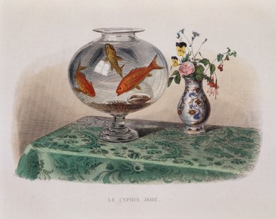 El pez dorado (peces dorados en su jarra) - en "Lacepede" de French School