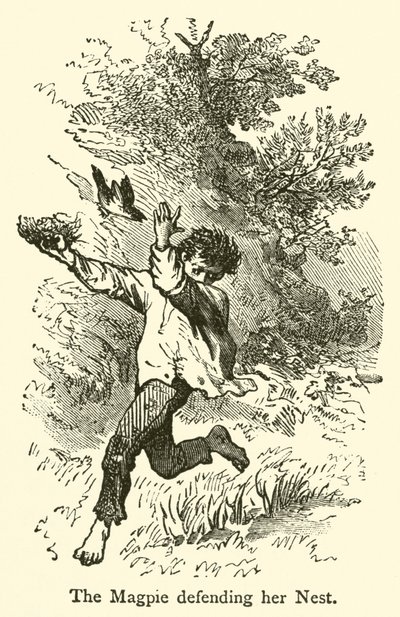 La urraca defendiendo su nido (grabado) de French School