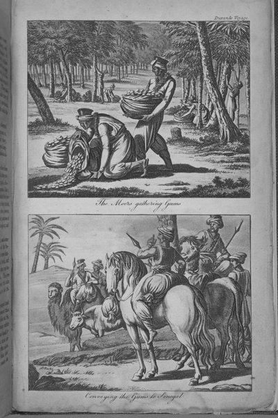 Los moros recolectando gomas y transportándolas a Senegal, ilustración de 