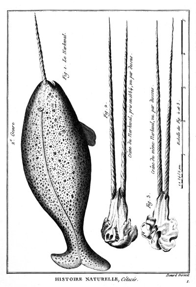 El narval, un cetáceo - en “Historia natural” - grabado, s.f. de French School