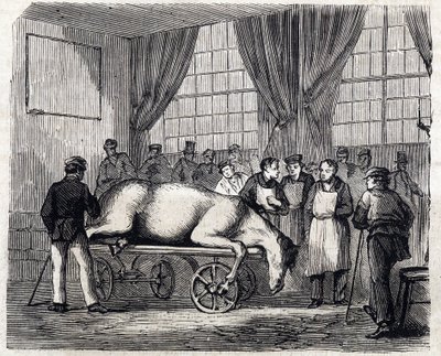 La Escuela Nacional de Veterinaria de Alfort - Las grandes escuelas de Francia - escuela veterinaria de Maison Alfort en 1866 - la sala de operaciones - Grabado en “Le monde illustre” de 1866 de French School